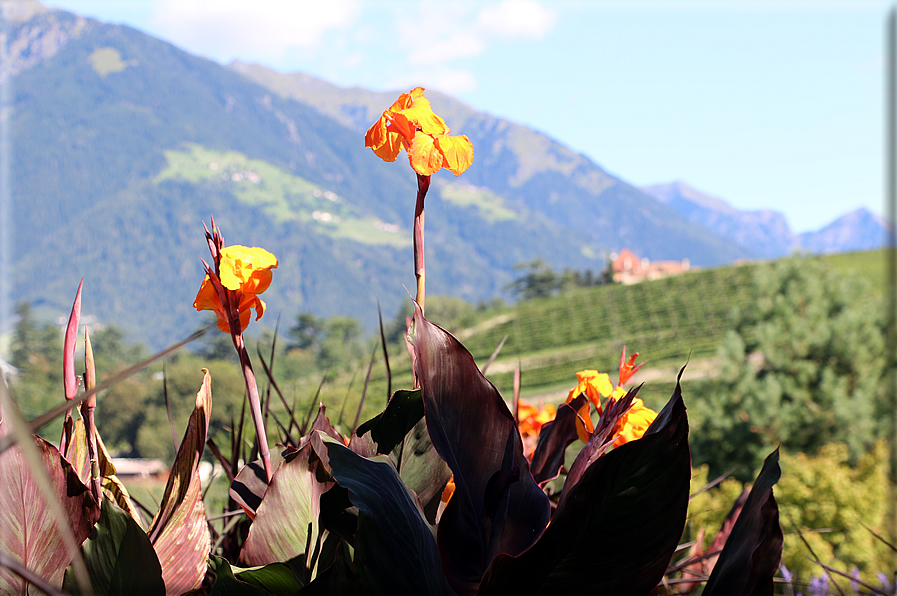 foto Giardini Trauttmansdorff - Boschi del Mondo